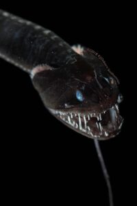 Why Are Deep-Sea Creatures Emerging